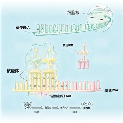 拉伯配资 蛋白质合成, 探索生命起源之谜(国际科技前沿)